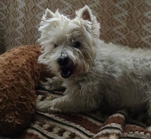 Gus a bit smooshed faced (photo credit: Lori)