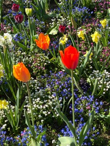 Tulips and other blooming flowers